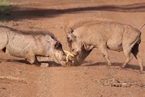 Common Warthog (Phacochoerus africanus) two adult males, fighting on track, Aberdare N. P. Aberdare Mountain Range, Kenya