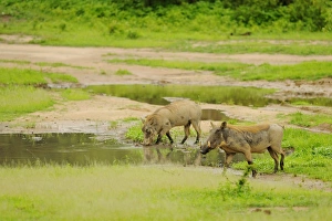 Wart Hog Prints: Common Warthog (Phacochoerus africanus) two adults