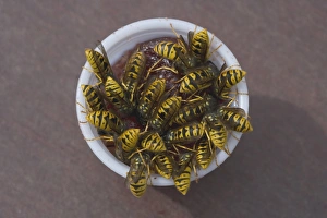 Swarms Prints: Common Wasp (Vespula vulgaris) adults