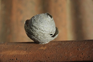Nest Prints: Common Wasp (Vespula vulgaris) nest in early stages