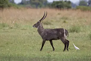 Common Waterbuck (Kobus ellipsiprymnus) adult male, walking, followed by Cattle Egret (Bubulcus ibis), Okavango Delta, Botswana