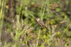 Aliens Prints: Common Waxbill (Estrilda astrild) introduced species