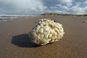 Mollusc Prints: Common Whelk (Buccinum undatum) eggcases