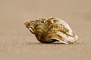 Shell Fish Prints: Common Whelk (Buccinum undatum) empty shell