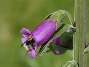Foxglove Prints: Common White-tailed Bumblebee (Bombus lucorum) adult