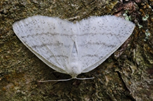 Geometrid Prints: Common White Wave (Cabera pusaria) adult