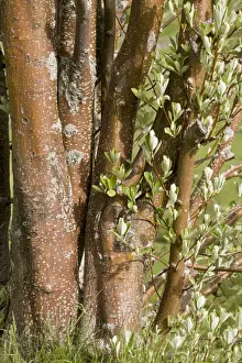 Growth Prints: Common Whitebeam (Sorbus aria) close-up of multiple trunks of old coppiced tree