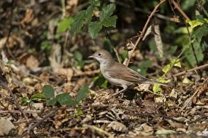 Communis Prints: Common Whitethroat female