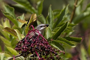 Communis Prints: Common Whitethroat male eating Elderberries