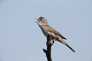 Common Whitethroat (Sylvia communis) adult, singing, perched on twig, Bulgaria, May
