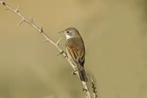 Whitethroat Prints: Common Whitethroat (Sylvia communis) adult female / immature