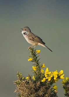 Common Whitethroat (Sylvia communis) adult male, singing, perched on flowering gorse, Minsmere RSPB Reserve, Suffolk, England, may