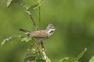 Common Whitethroat (Sylvia communis) adult male, singing, perched on stem with thorns, Essex, England, april