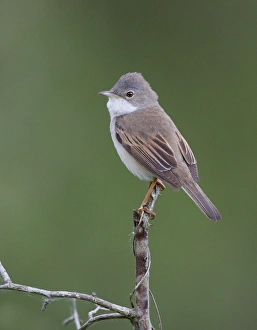 Common Whitethroat (Sylvia communis) adult male, perched on twig, Leicestershire, England, may