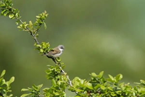 Common Whitethroat (Sylvia communis) adult male, perched on twig, Essex, England, april