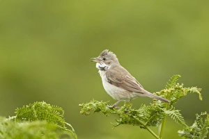 Common Whitethroat (Sylvia communis) adult male, singing, perched on bracken, Pembrokeshire, Wales, july