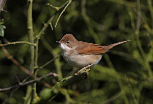 Common Whitethroat (Sylvia communis) immature, perched on twig in hedge, Norfolk, England, september