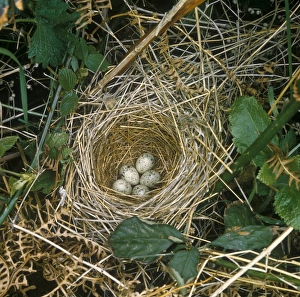 Whitethroat Prints: Common Whitethroat (Sylvia communis) Nest and eggs