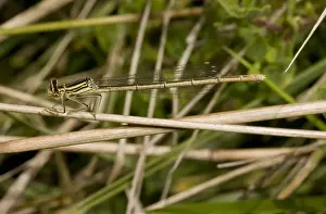 Damselfly Prints: Common Winter Damselfly (Sympecma fusca) adult female