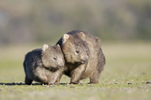Common Wombat (Vombatus ursinus) adult female, with young, standing together, Tasmania, Australia