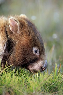 Marsupials Prints: Common Wombat (Vombatus ursinus hirsutus) adult