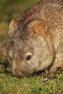 Common Wombat (Vombatus ursinus hirsutus) adult, close-up of head, feeding, Wilsons Promontory N. P