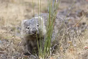 Marsupials Prints: Common Wombat (Vombatus ursinus tasmaniensis) adult