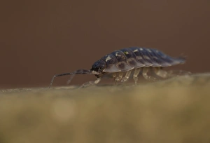Isopoda Prints: Common Woodlouse (Oniscus asellus) adult, Sheffield, South Yorkshire, England, January