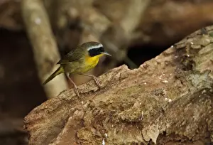 Warblers Prints: Common Yellowthroat (Geothlypis trichas) adult male