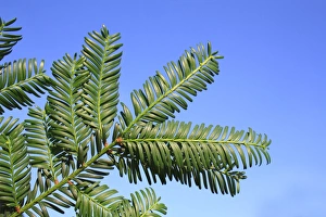 Yews Prints: Common Yew (Taxus baccata) close-up of leaves, in garden, Suffolk, England, September
