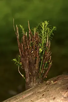 Growth Prints: Common Yew (Taxus baccata) close-up of new growth sprouting from old branch