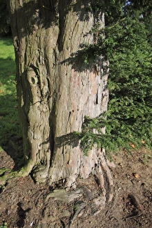 Saint Marys Prints: Common Yew (Taxus baccata) close-up of trunk