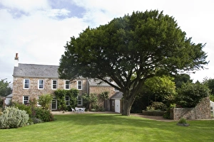 Common yew tree in the garden of La Chasse, Trinity, Jersey