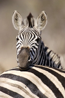 Common Zebra (Equus burchellii) adult, resting head on another adults back, Kruger N. P. South Africa