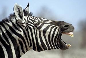 Common Zebra (Equus burchellii) adult, close-up of head, yawning, Kruger N. P. South Africa