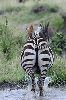 Common Zebra (Equus quagga) adult, running away through water, Masai Mara, Kenya