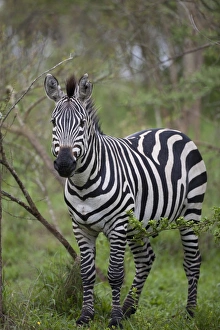 Common Zebra (Equus quagga) adult, standing in woodland, Lake Mburo N. P. Uganda