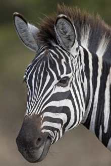 Equids Prints: Common Zebra (Equus quagga) adult, close-up of head, Ngorongoro Crater, Tanzania, november