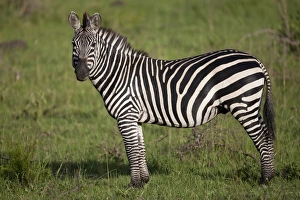 Common Zebra (Equus quagga) adult, standing in savannah, Lake Mburo N. P. Uganda