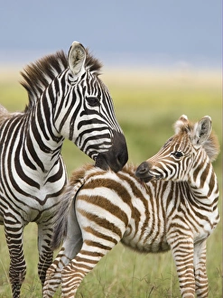 Common Zebra (Equus quagga) adult female, grooming foal, Lake Nakuru, Great Rift Valley, Kenya