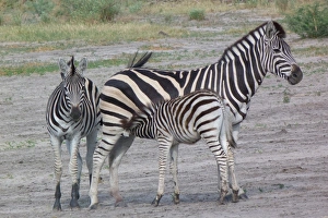 Mare Prints: Common Zebra (Equus quagga) adult female