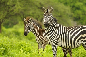 Mare Prints: Common Zebra (Equus quagga) adult female with foal