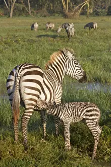 Common Zebra (Equus quagga) adult female with newborn foal, suckling in wetland, Lake Nakuru N. P
