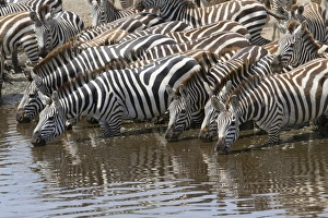 Equids Prints: Common Zebra (Equus quagga) adults