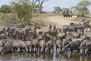 Safaris Prints: Common Zebra (Equus quagga) adults and foals