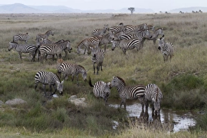 Equids Prints: Common Zebra (Equus quagga) herd