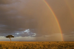 Common Zebra (Equus quagga) herd, in savannah habitat with rainbow, in evening sunlight, Masai Mara National Reserve