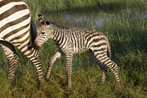 Mare Prints: Common Zebra (Equus quagga) newborn foal, following mother in wetland, Lake Nakuru N. P
