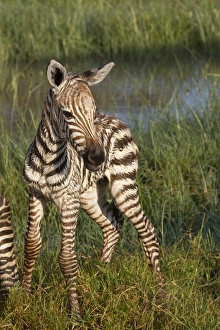 Common Zebra (Equus quagga) newborn foal, standing in wetland, Lake Nakuru N. P. Great Rift Valley, Kenya, August