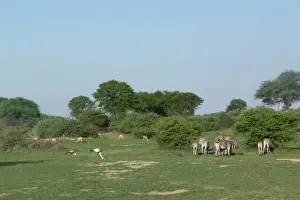 Zebras Prints: Common Zebra (Equus quagga), Wattled Crane (Bostrychia carunculata) and Impala (Aepyceros melampus)